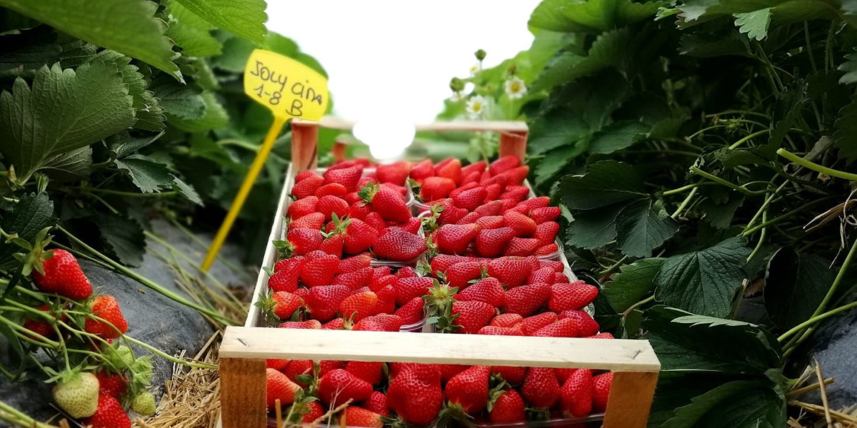 In Romagna c'è già profumo di fragole